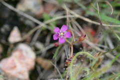 Drosera indica